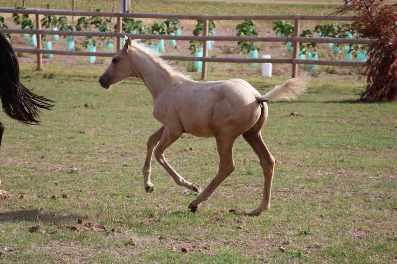 Colt Zangersheide For sale 2026 Palomino