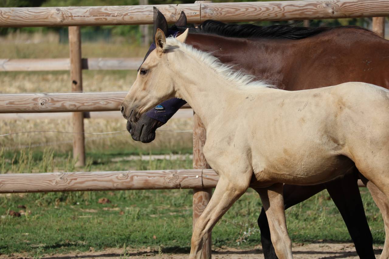 Colt Zangersheide For sale 2026 Palomino
