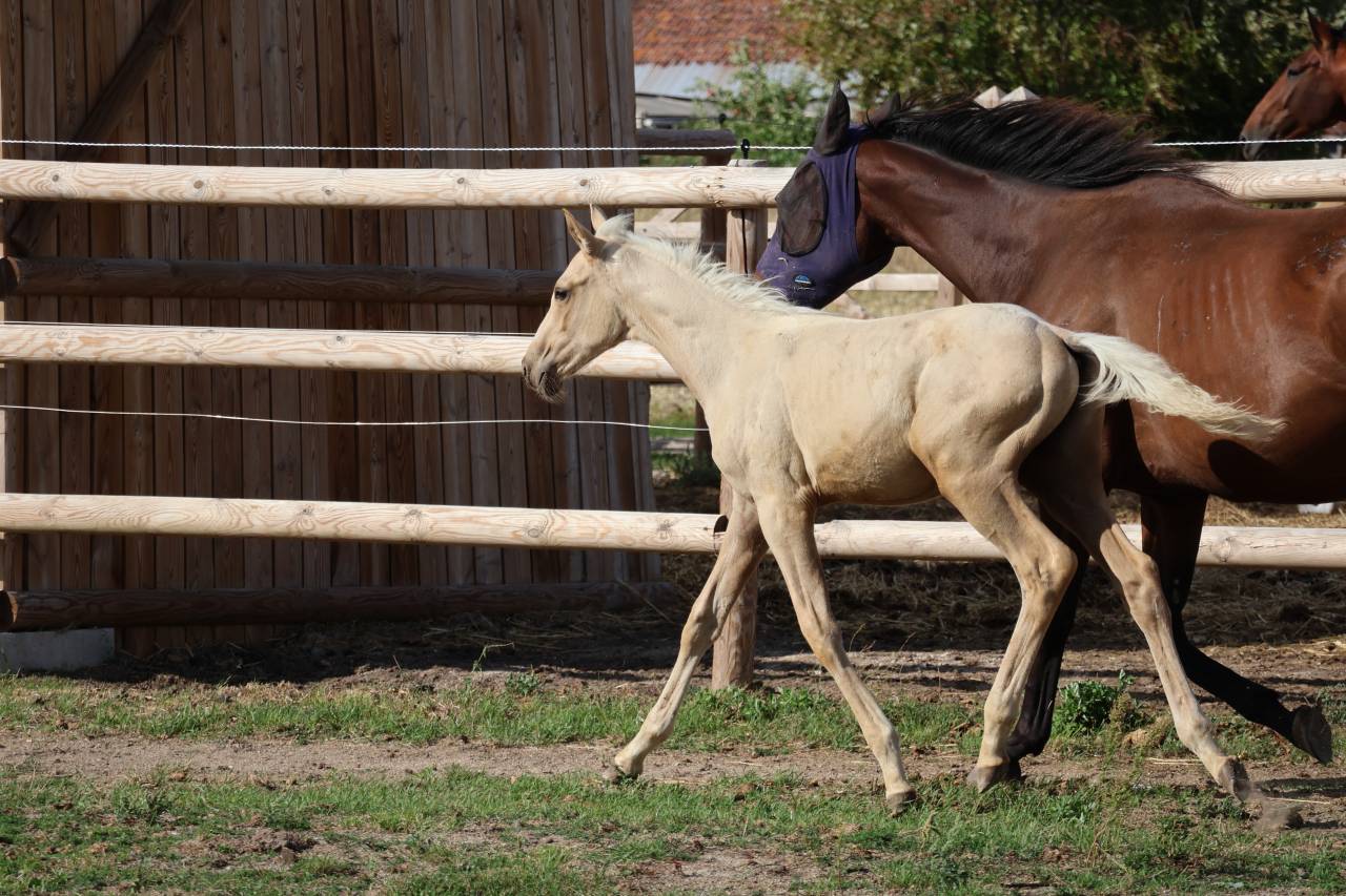 Colt Zangersheide For sale 2026 Palomino