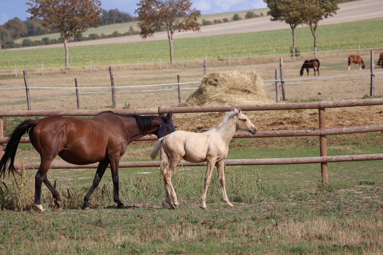 Colt Zangersheide For sale 2026 Palomino