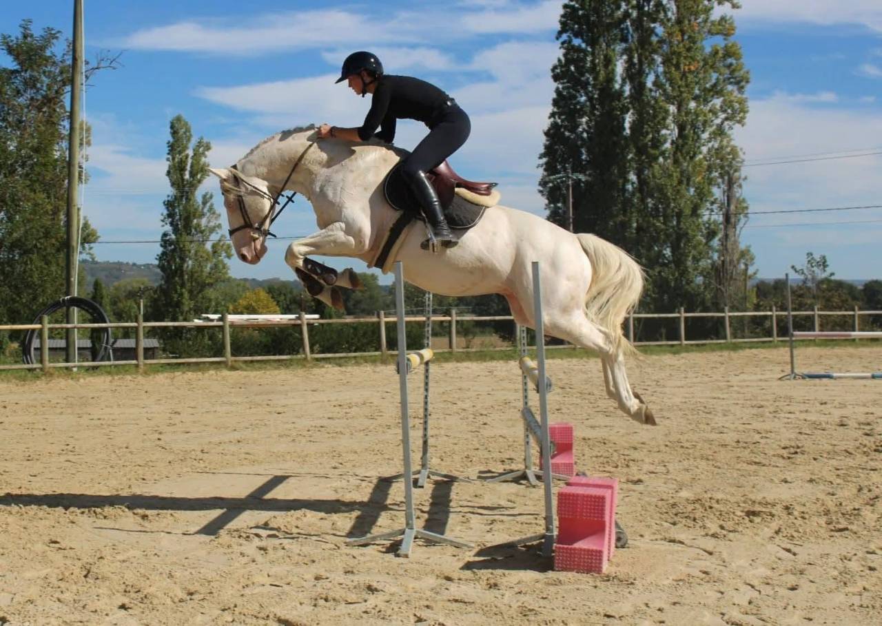 Colt Zangersheide For sale 2026 Palomino