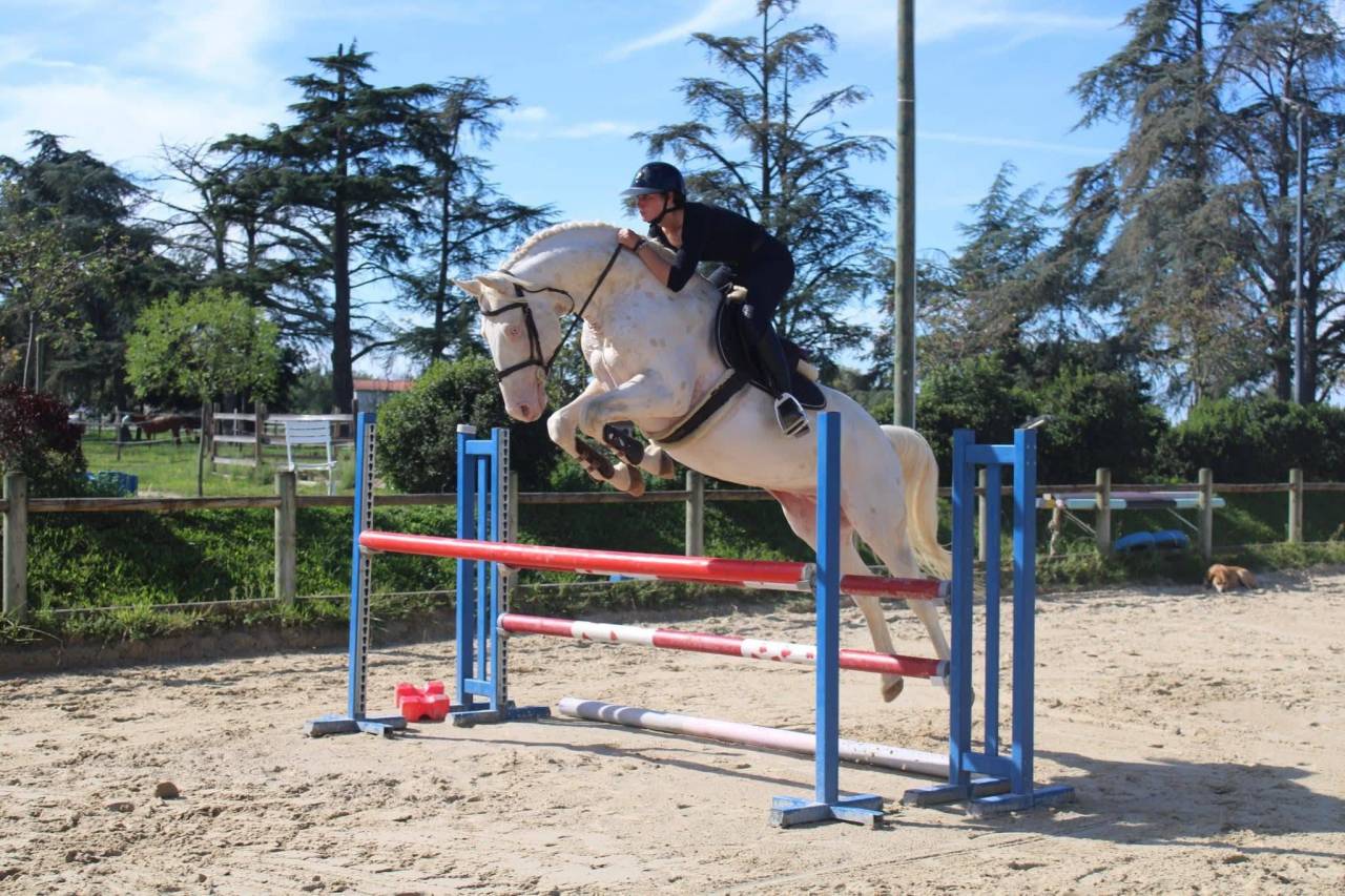 Colt Zangersheide For sale 2026 Palomino