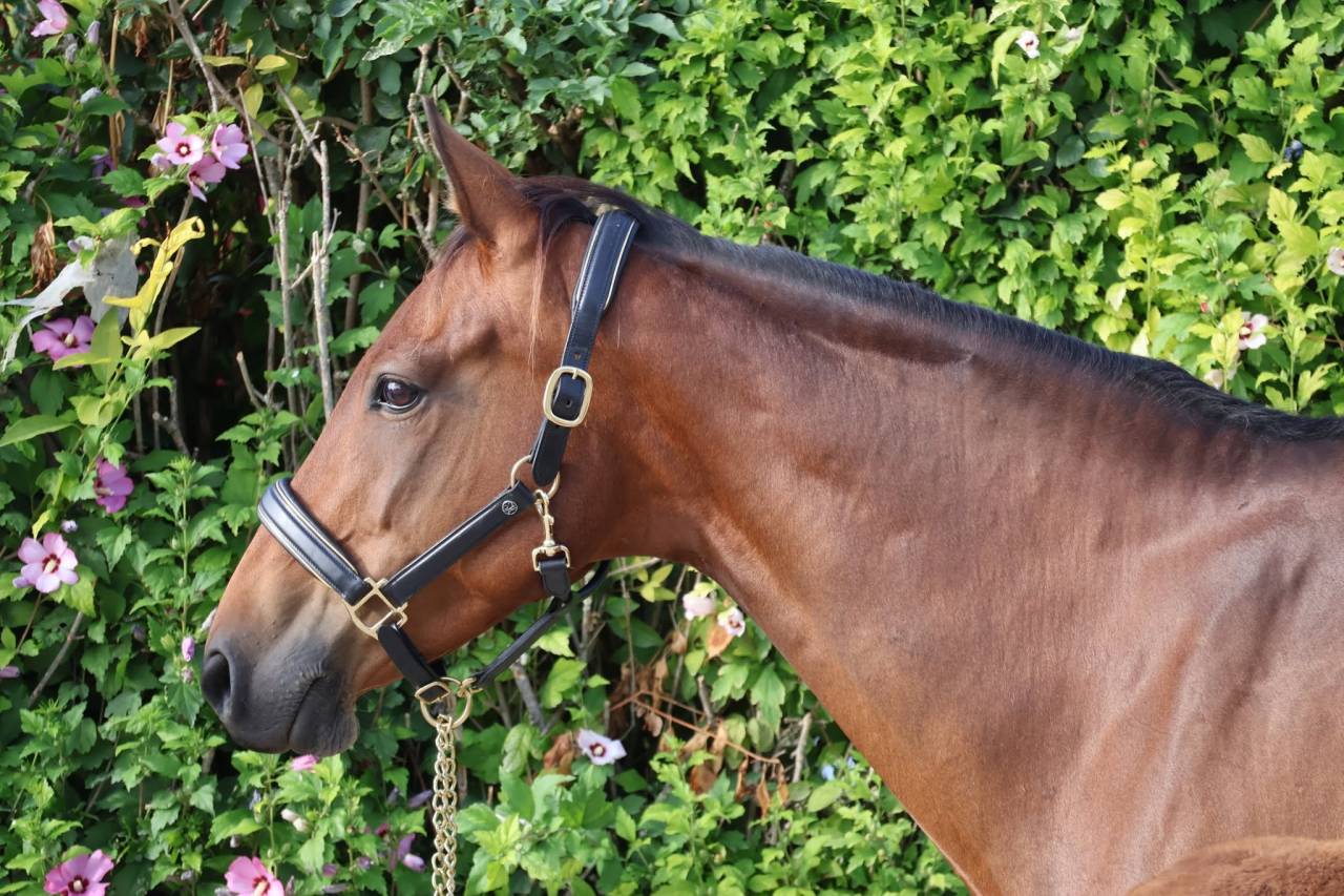 Mare Selle Fran&ccedil;ais For sale 2016 Bay