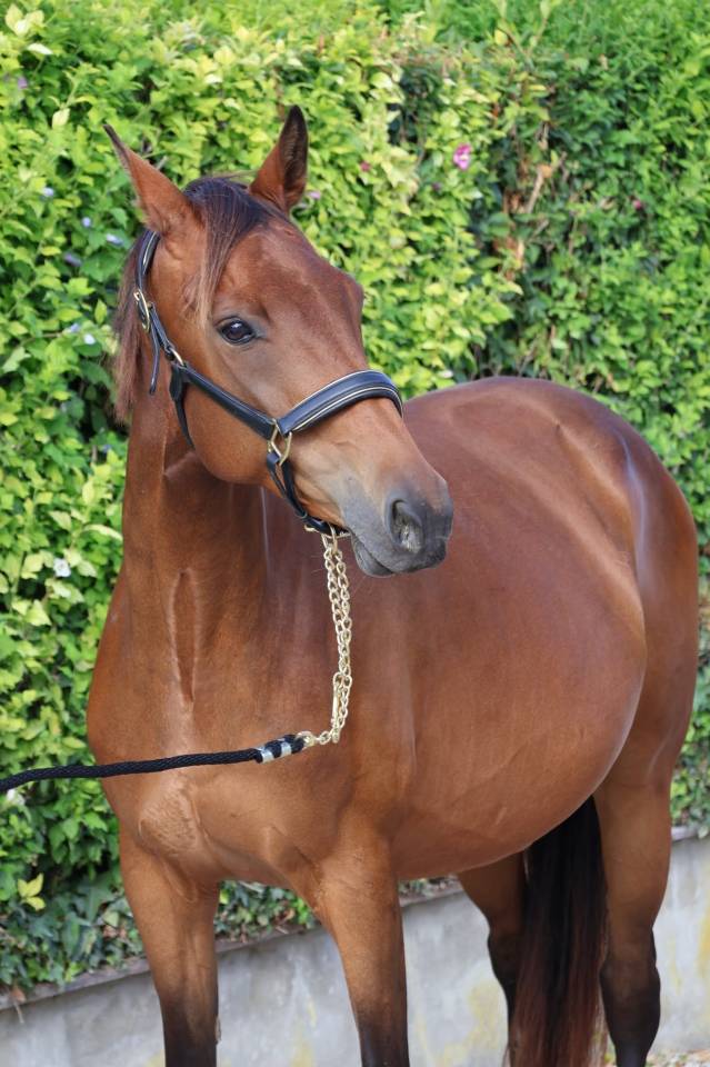 Mare Selle Fran&ccedil;ais For sale 2016 Bay