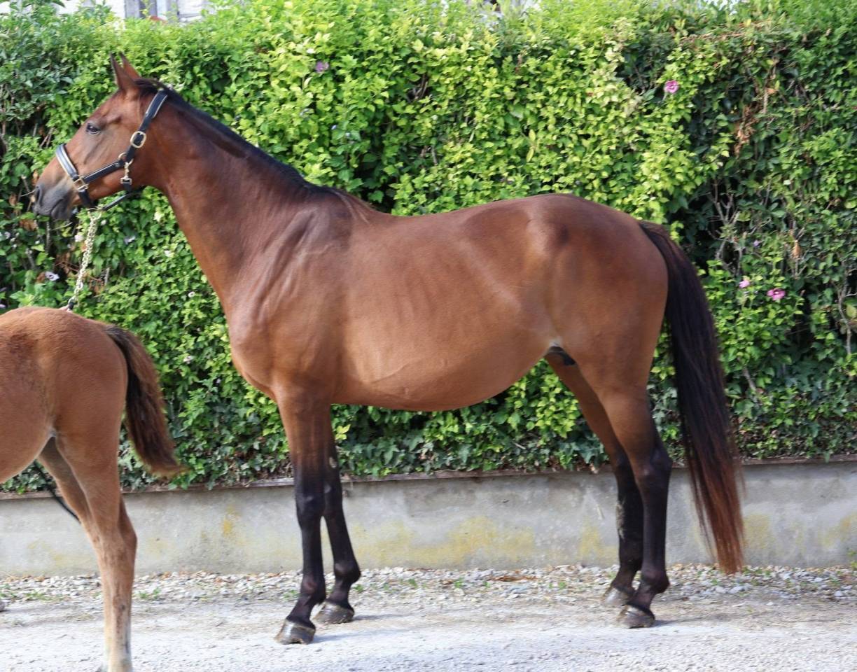 Mare Selle Fran&ccedil;ais For sale 2016 Bay