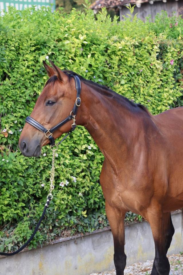 Mare Selle Fran&ccedil;ais For sale 2016 Bay