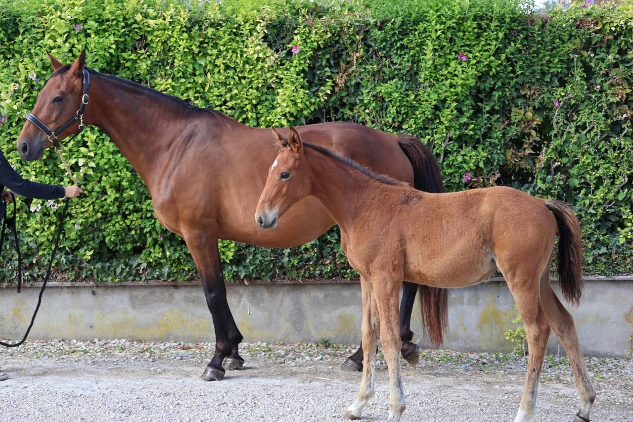 Mare Selle Fran&ccedil;ais For sale 2016 Bay