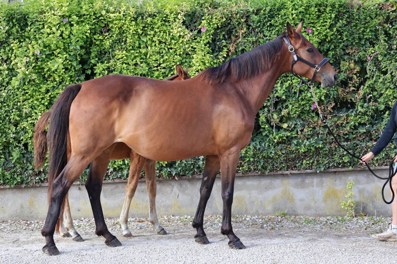 Mare Selle Fran&ccedil;ais For sale 2016 Bay