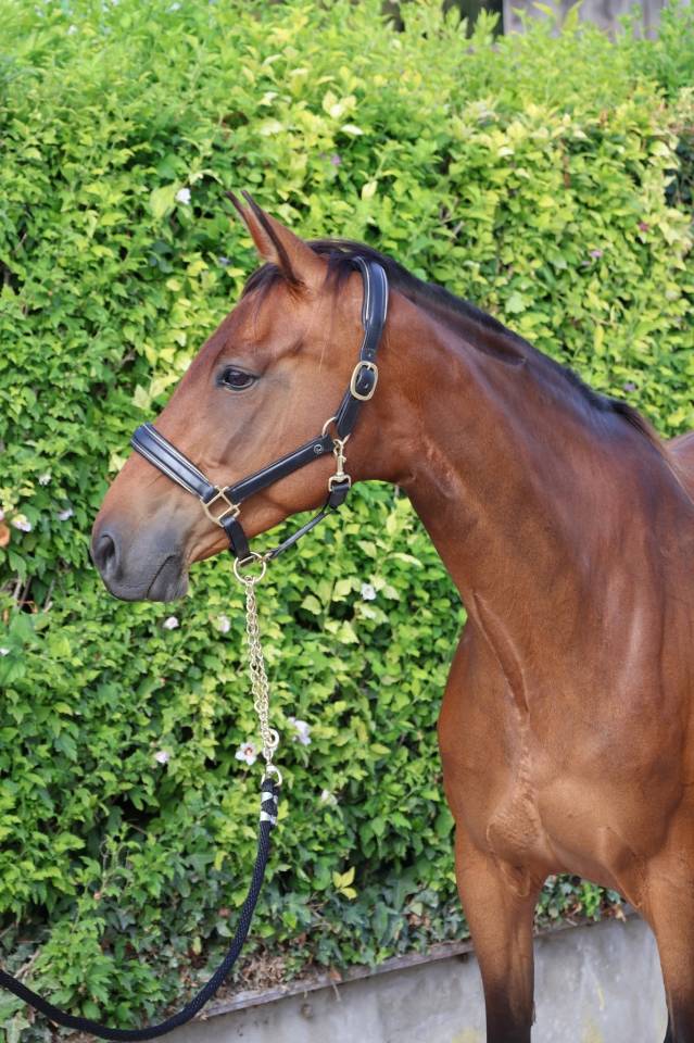 Mare Selle Fran&ccedil;ais For sale 2016 Bay