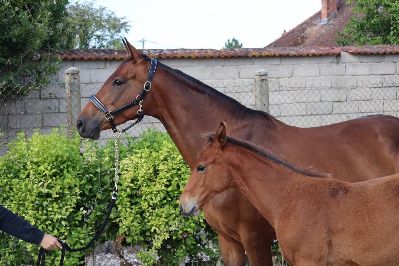 Mare Selle Fran&ccedil;ais For sale 2016 Bay