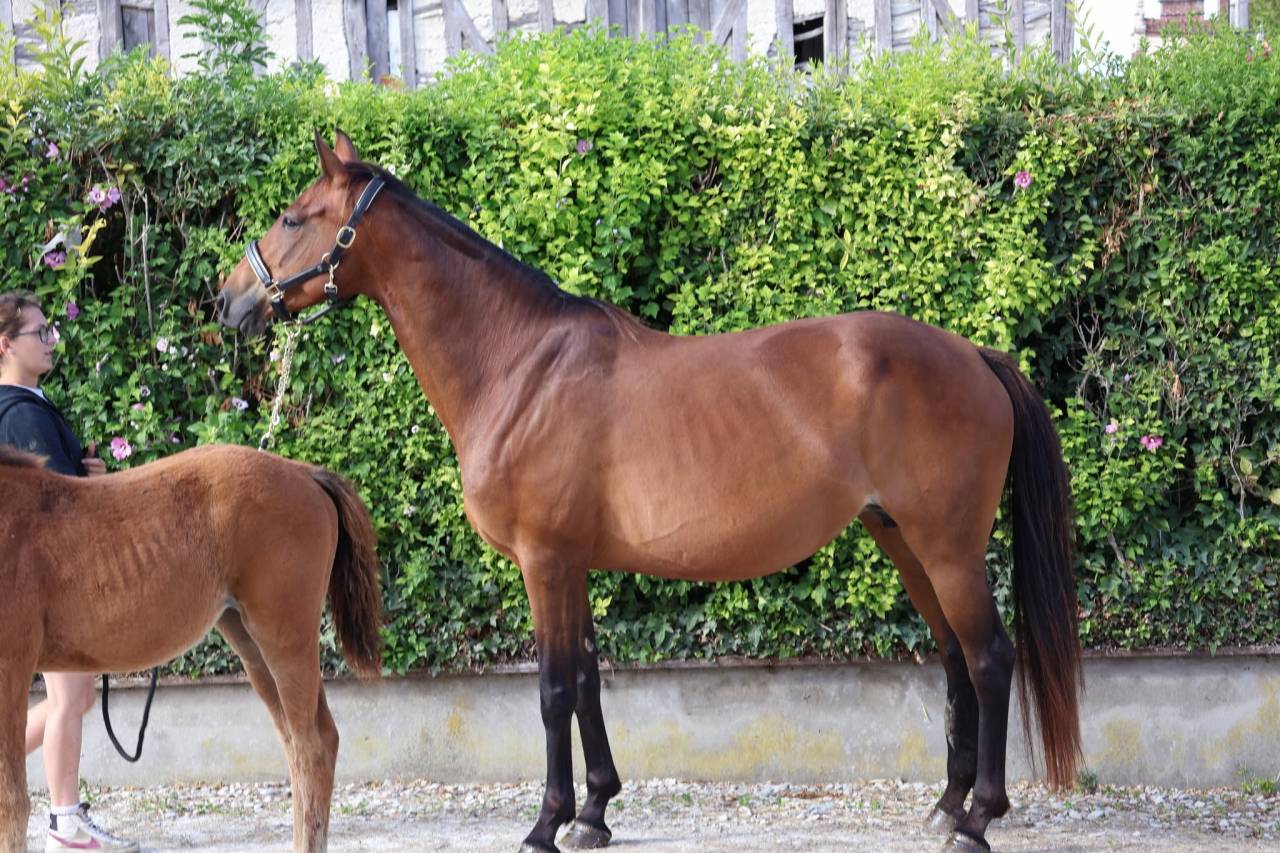 Mare Selle Fran&ccedil;ais For sale 2016 Bay