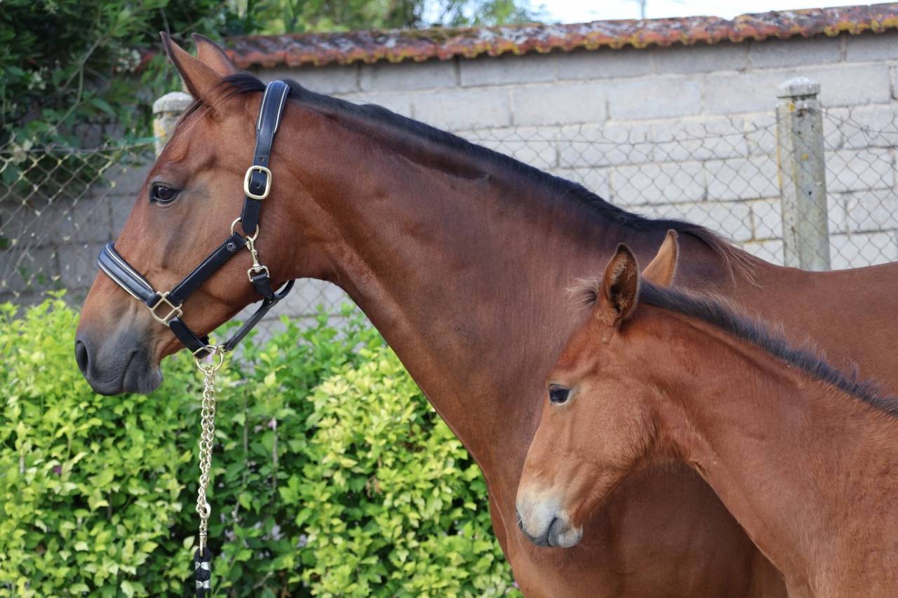 Mare Selle Fran&ccedil;ais For sale 2016 Bay