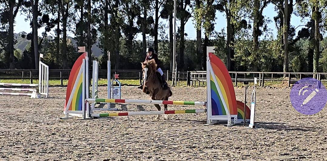 Gelding Welsh Pony (Section B) For sale 2012 Chesnut