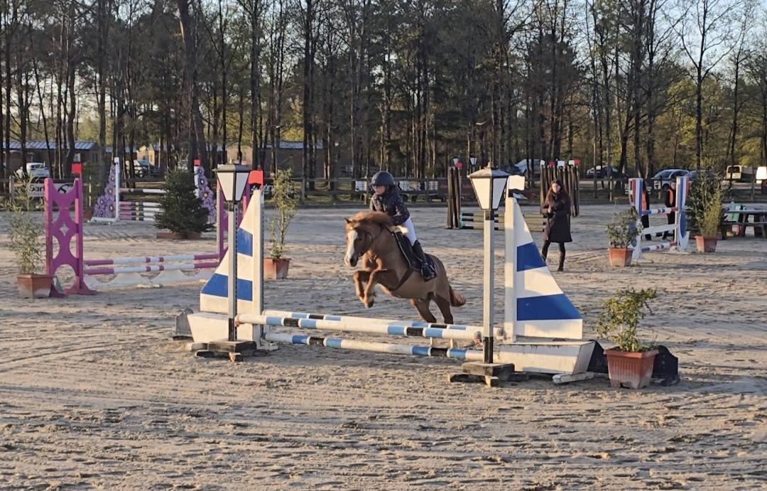Gelding Welsh Pony (Section B) For sale 2012 Chesnut