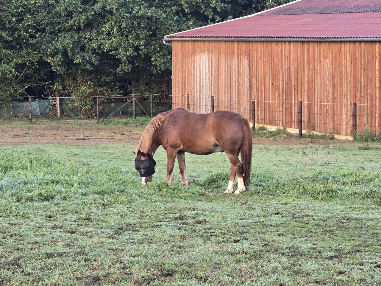 Gelding Welsh Pony (Section B) For sale 2012 Chesnut