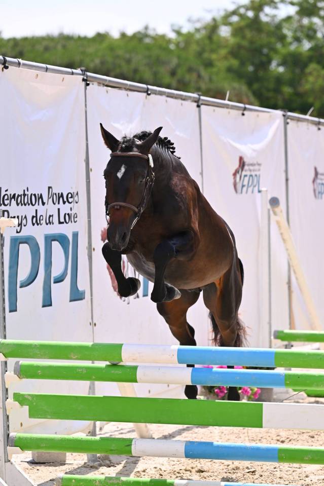 Entire French Saddle Pony For sale 2024 Bay