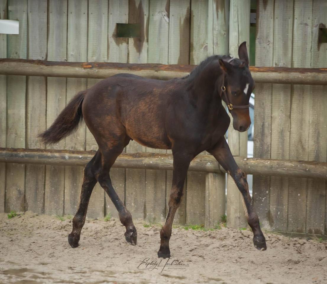 Entire French Saddle Pony For sale 2024 Bay