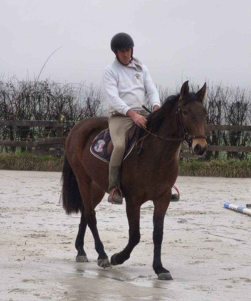 Gelding PRE Pure Spanish Bred For sale 2023 Bay