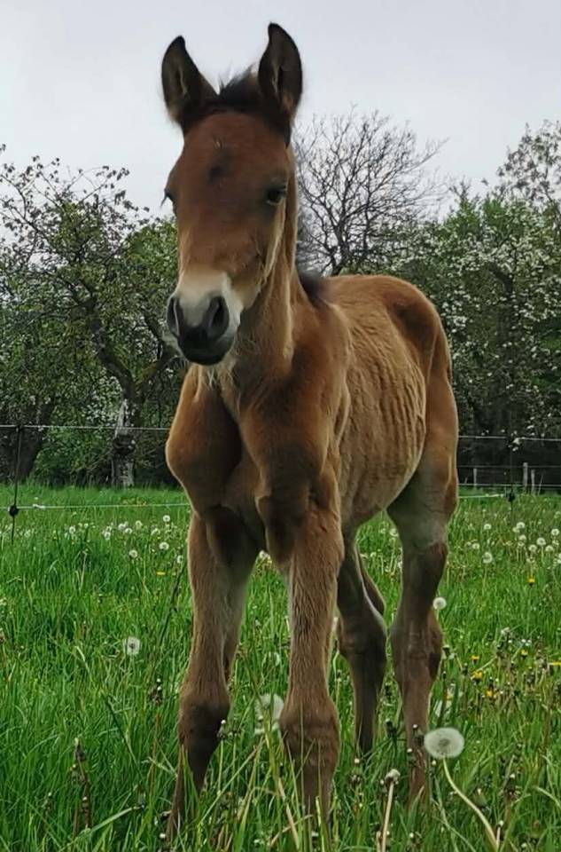 Gelding PRE Pure Spanish Bred For sale 2023 Bay