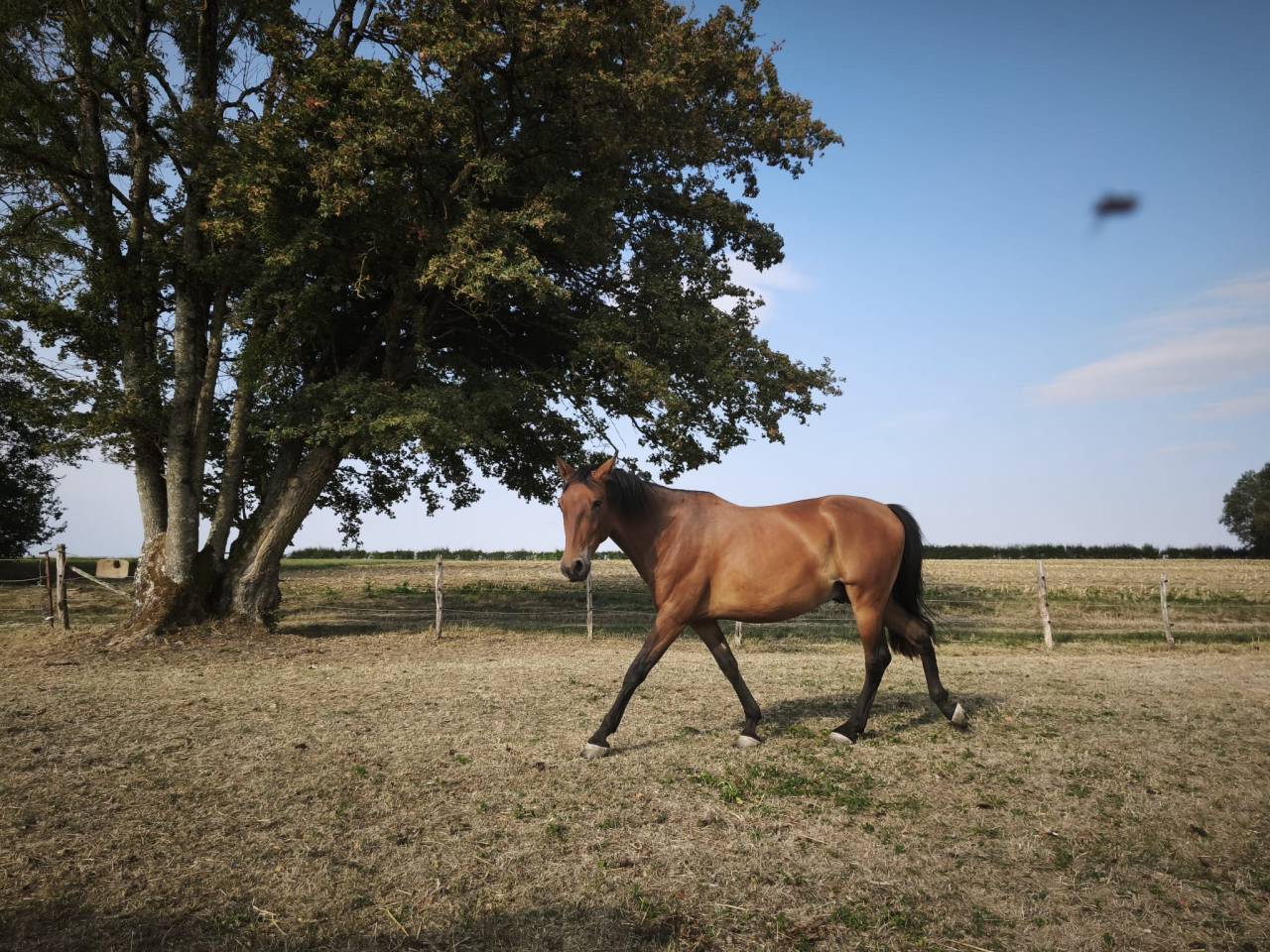 Gelding PRE Pure Spanish Bred For sale 2023 Bay