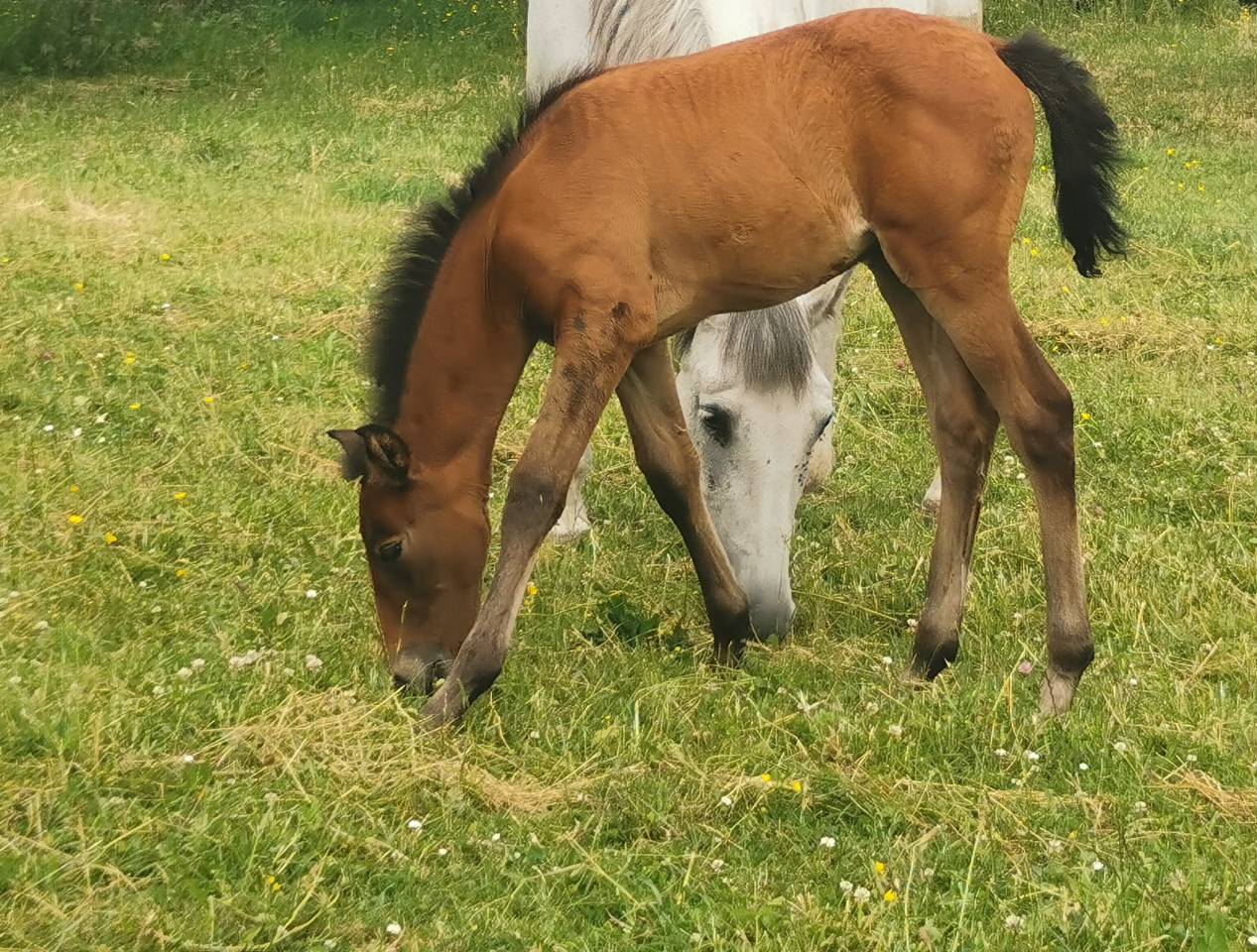 Gelding PRE Pure Spanish Bred For sale 2023 Bay