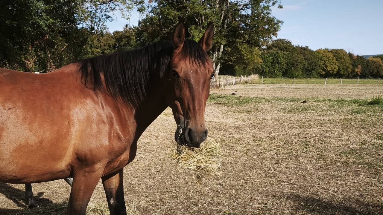 Gelding PRE Pure Spanish Bred For sale 2023 Bay