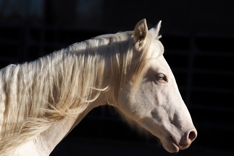 Colt Quarter For sale 2024 Cream