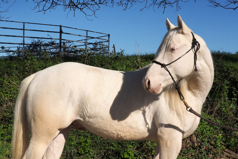 Colt Quarter For sale 2024 Cream