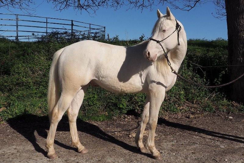 Colt Quarter For sale 2024 Cream