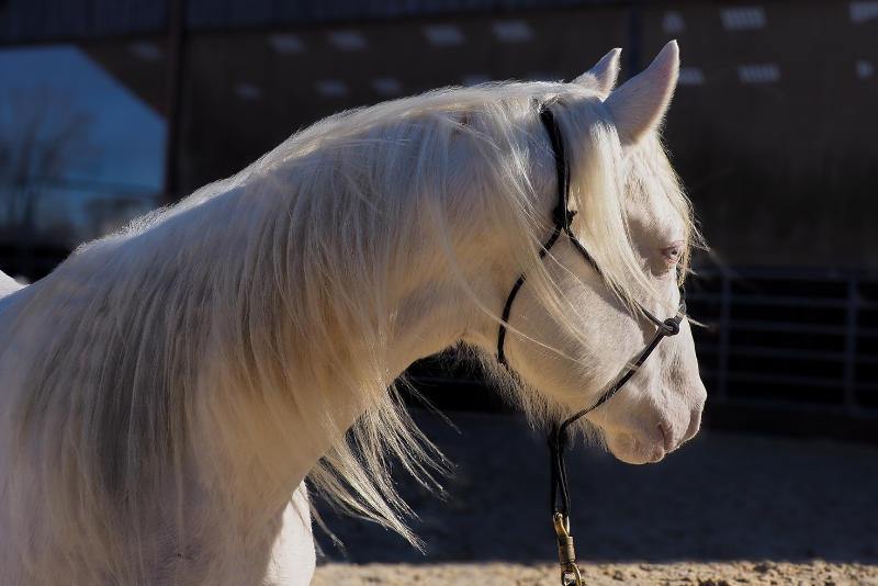 Colt Quarter For sale 2024 Cream