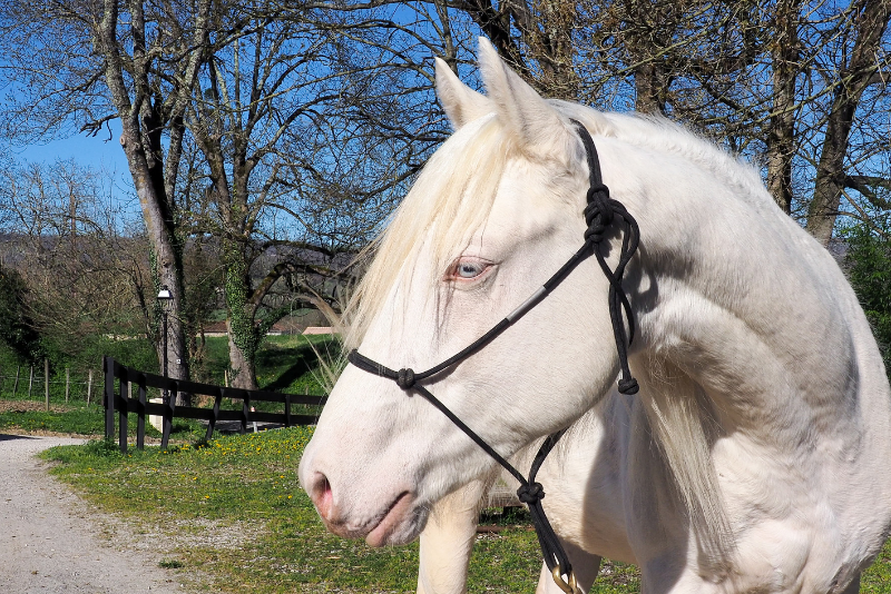 Colt Quarter For sale 2024 Cream