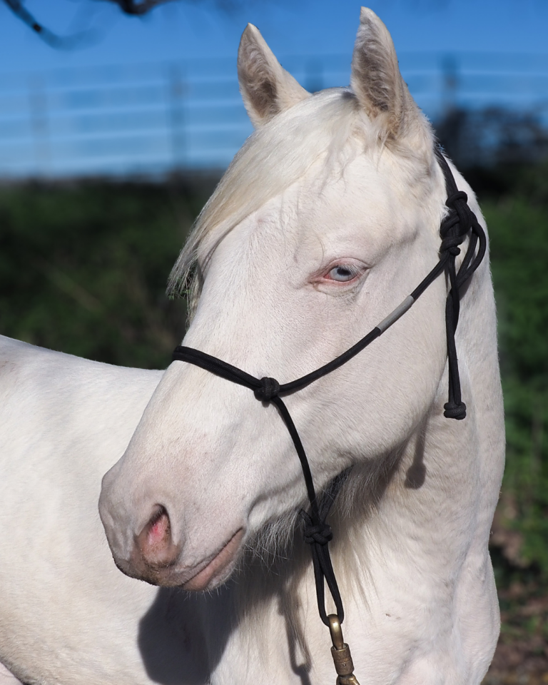 Colt Quarter For sale 2024 Cream