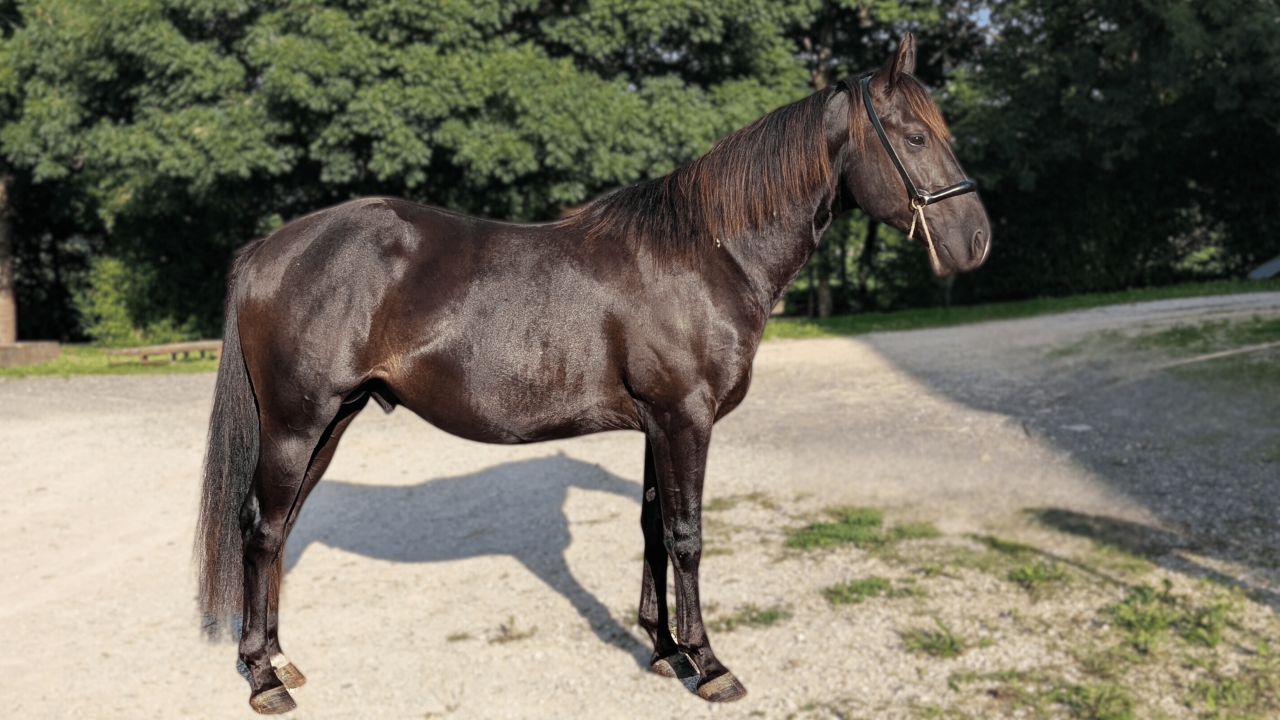 Entire Quarter For sale 2023 Black
