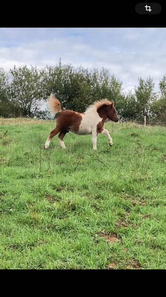 Gelding Origin Recorded For sale 2025 Coloured