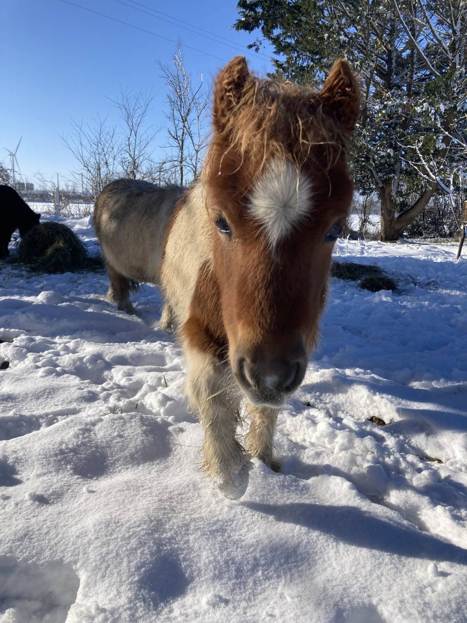 Gelding Origin Recorded For sale 2025 Coloured