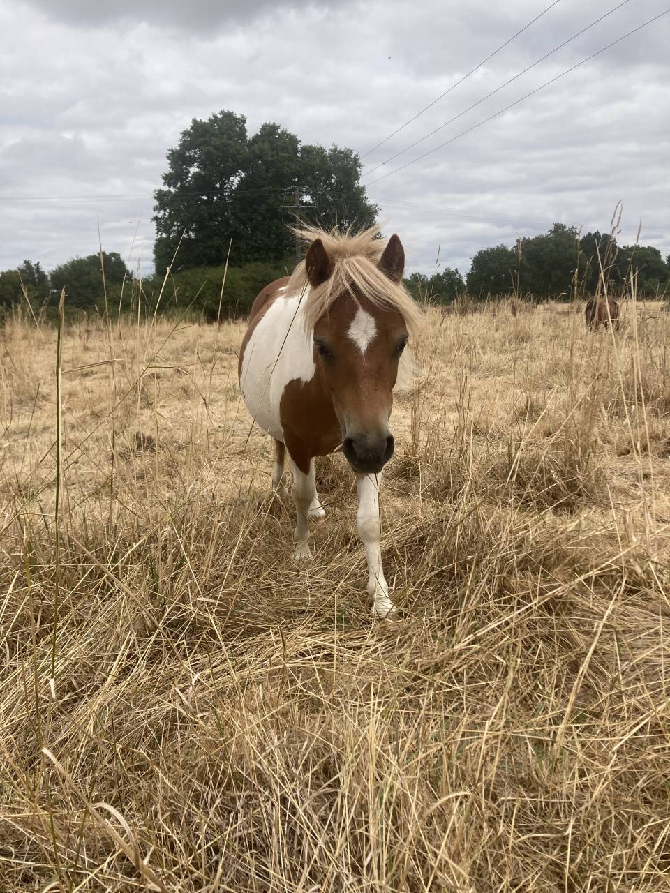 Gelding Origin Recorded For sale 2025 Coloured