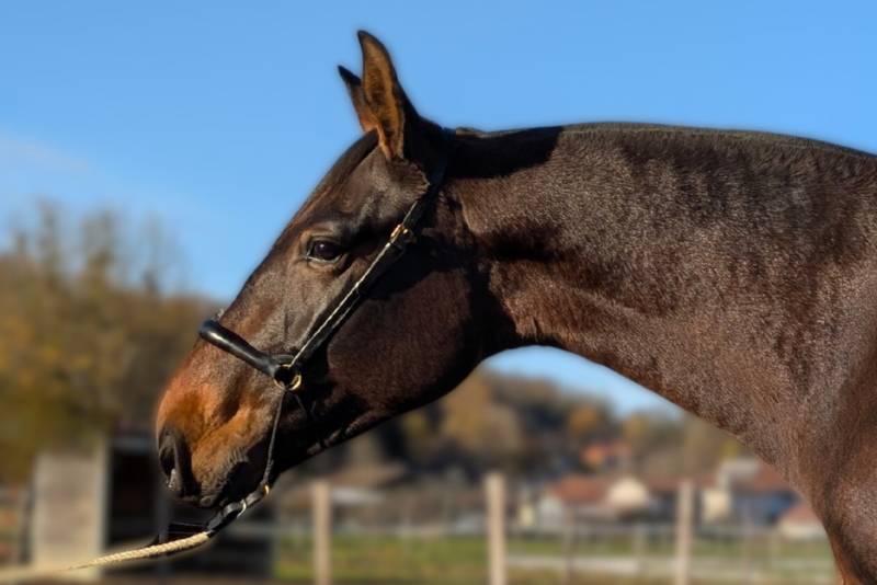 Mare PRE Pure Spanish Bred For sale 2021 Bay