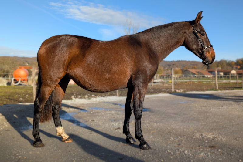 Mare PRE Pure Spanish Bred For sale 2021 Bay