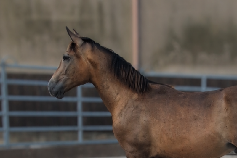 Stallion PRE Pure Spanish Bred For sale 2025 Buckskin