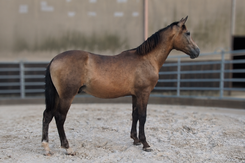 Stallion PRE Pure Spanish Bred For sale 2025 Buckskin