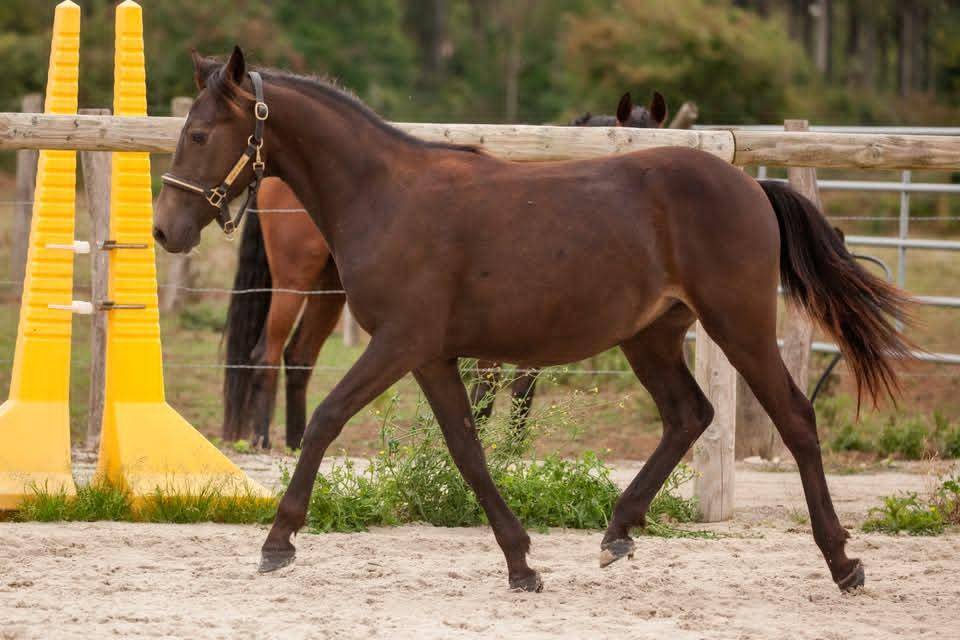 Gelding New Forest For sale 2025 Buckskin