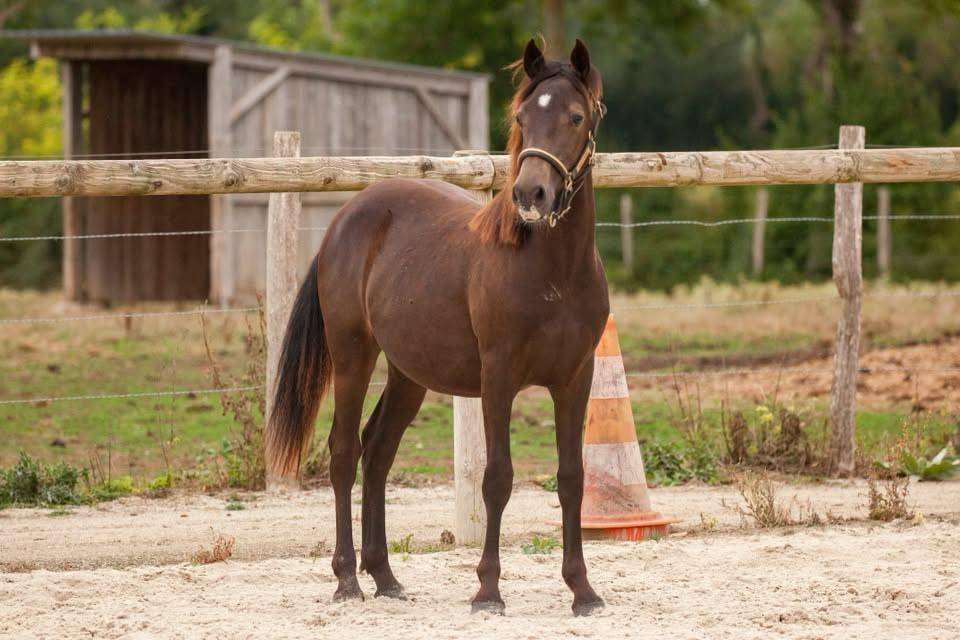 Gelding New Forest For sale 2025 Buckskin