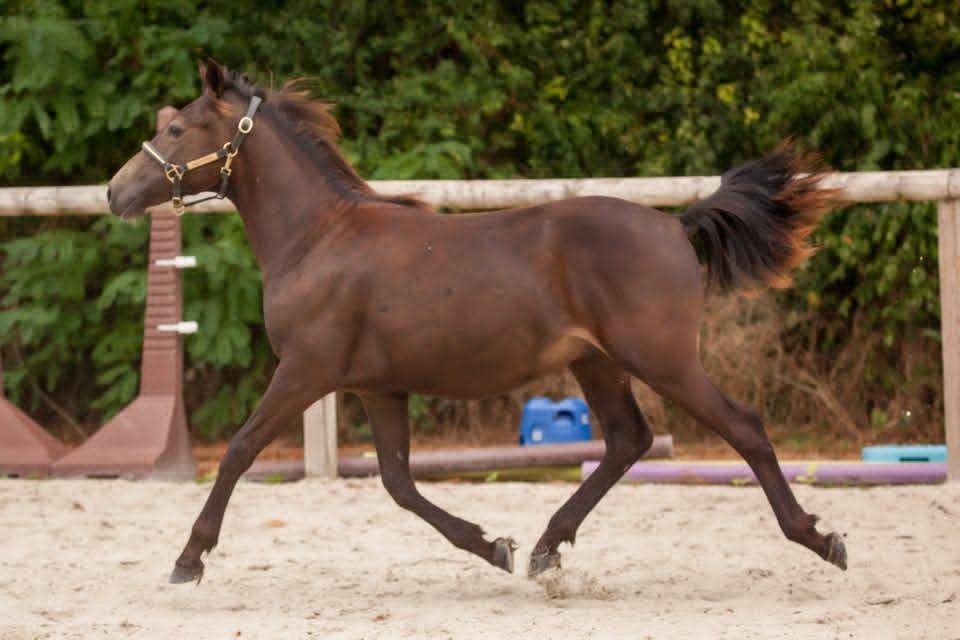 Gelding New Forest For sale 2025 Buckskin