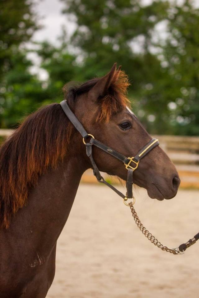 Gelding New Forest For sale 2025 Buckskin