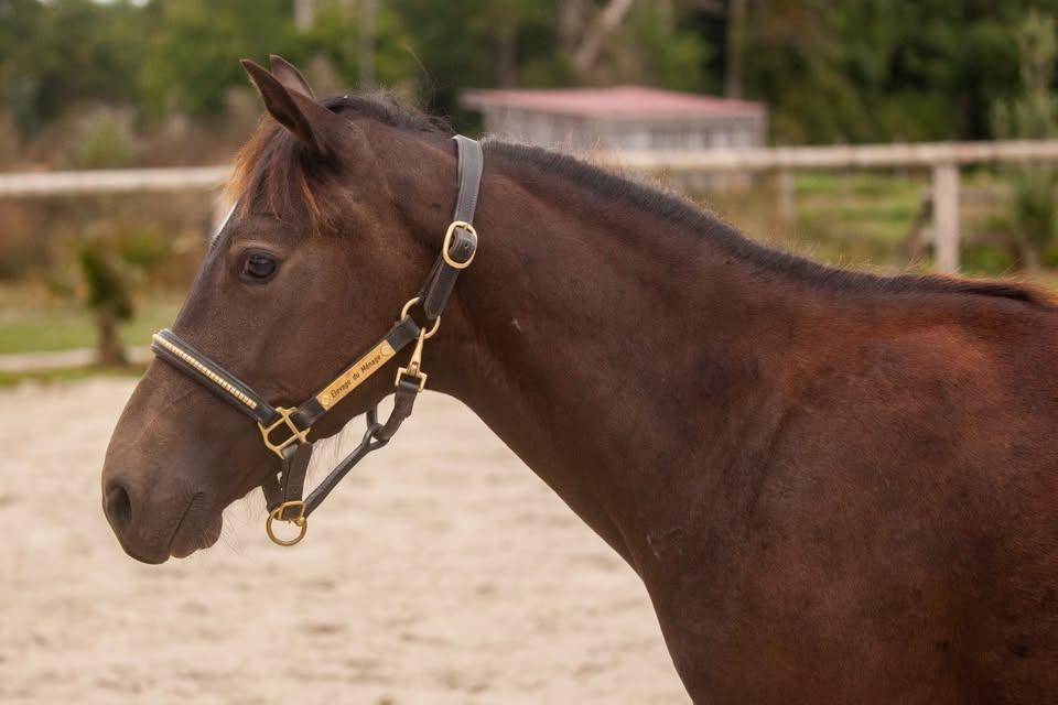Gelding New Forest For sale 2025 Buckskin