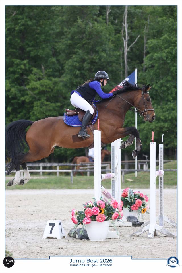 Mare BWP Belgian Warmblood For sale 2016 Bay