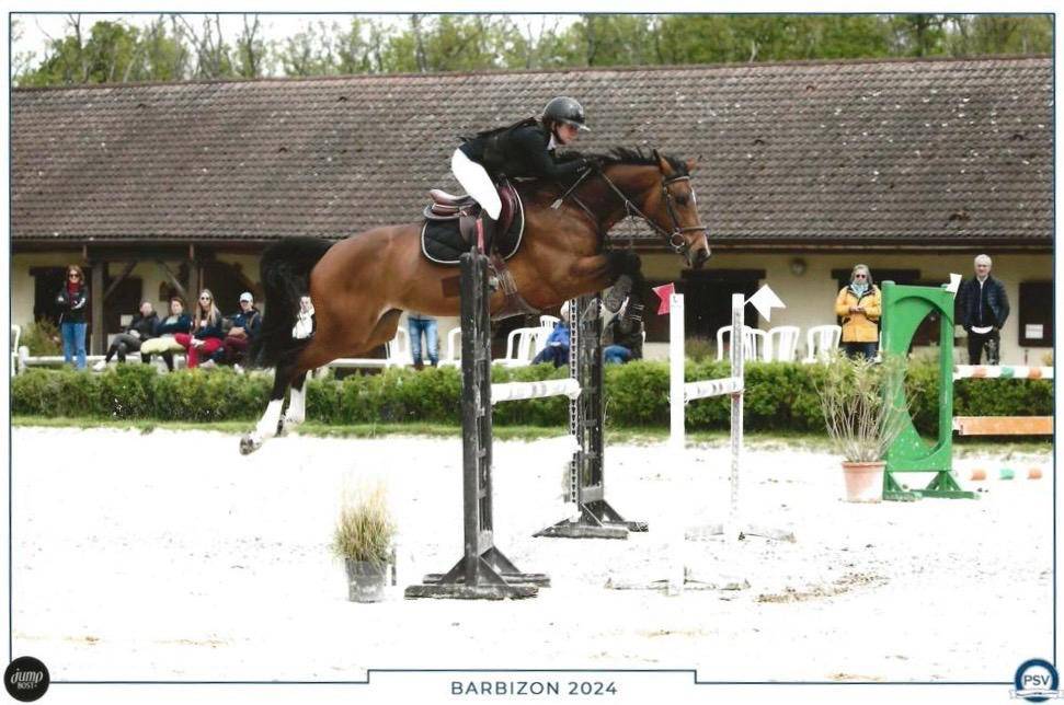 Mare BWP Belgian Warmblood For sale 2016 Bay