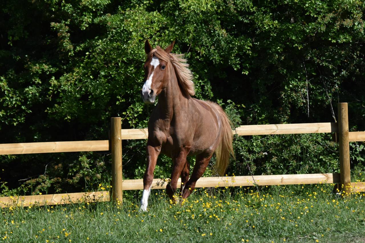 Mare French Saddle Pony For sale 2015 Chesnut