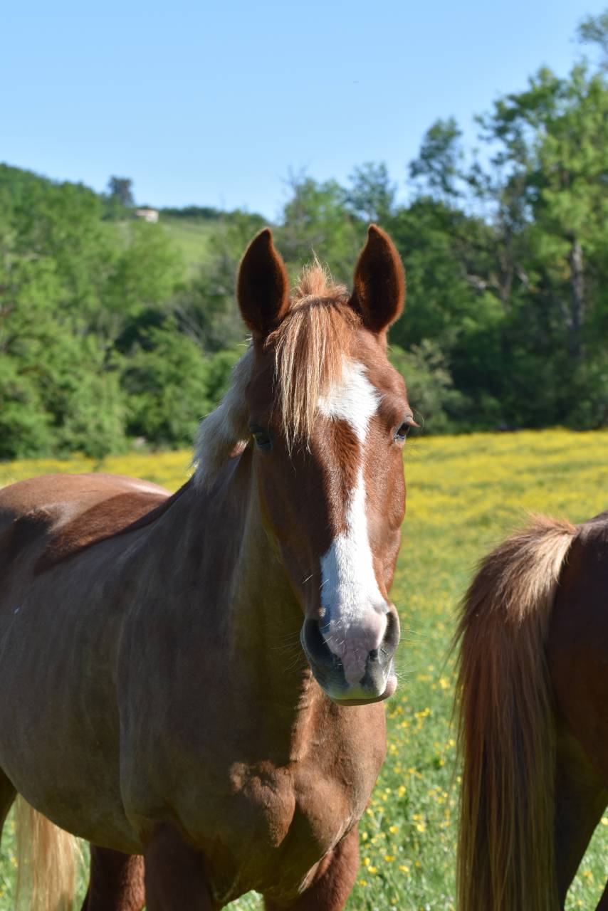 Mare French Saddle Pony For sale 2015 Chesnut