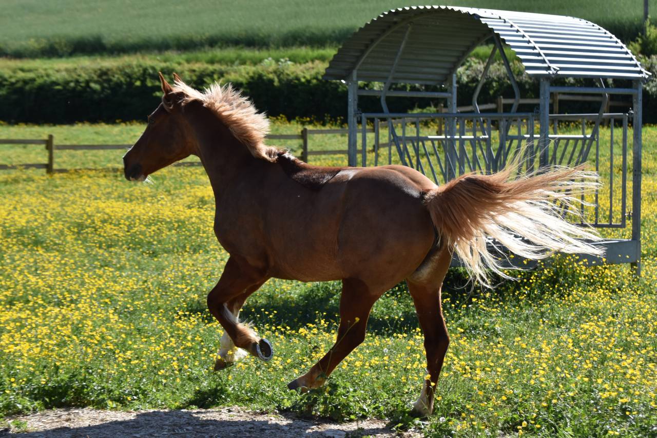 Mare French Saddle Pony For sale 2015 Chesnut